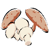 VIE ET SURVIE EN FOR�T